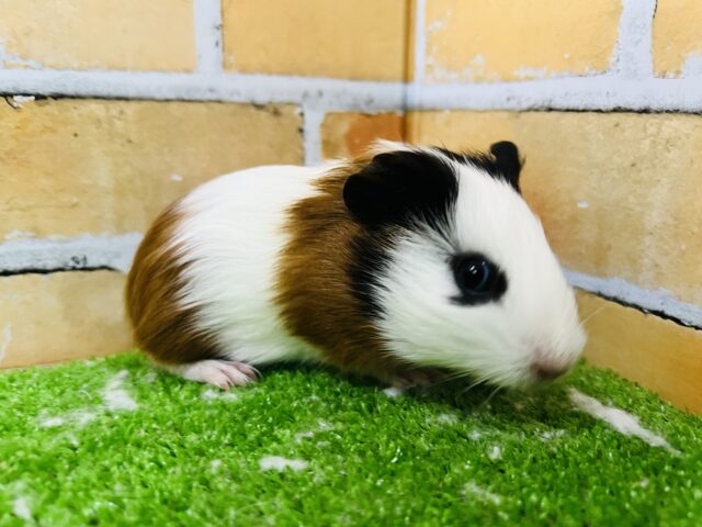 イングリッシュモルモット