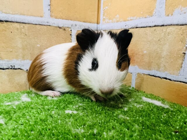 イングリッシュモルモット