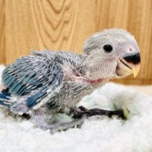 裸んぼ！？赤ちゃんなコザクラインコちゃん（ブルーチェリー）ヒナ
