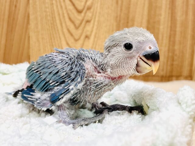 裸んぼ！？赤ちゃんなコザクラインコちゃん（ブルーチェリー）ヒナ
