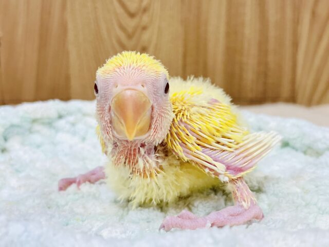 コザクラインコ（小桜インコ）