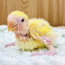 フワフワたまごみたい💛コザクラインコ（ルチノー）ヒナ