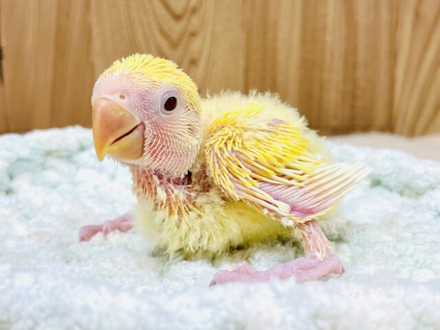 フワフワたまごみたい💛コザクラインコ（ルチノー）ヒナ