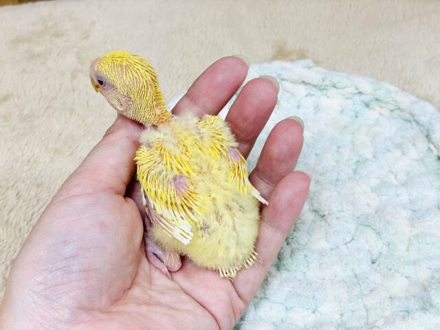 コザクラインコ（小桜インコ）