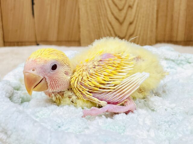 コザクラインコ（小桜インコ）