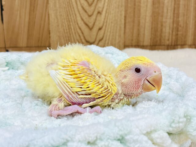 コザクラインコ（小桜インコ）