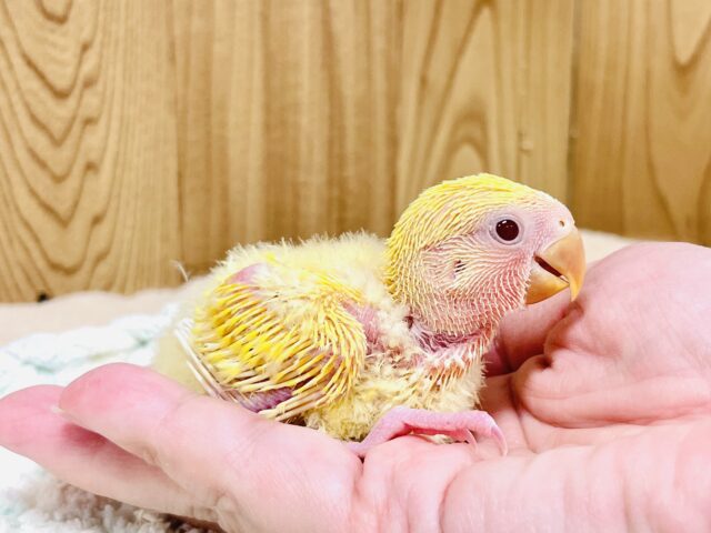 コザクラインコ（小桜インコ）