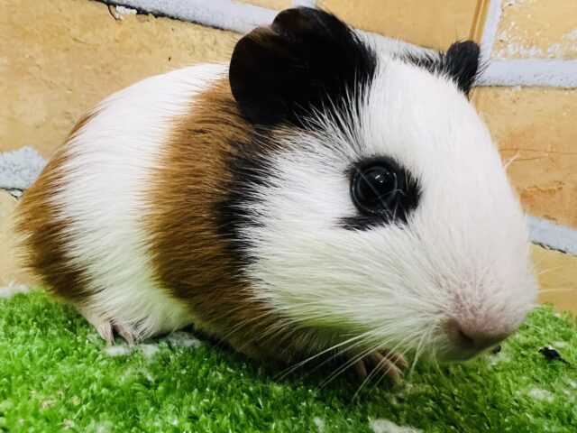 イングリッシュモルモット