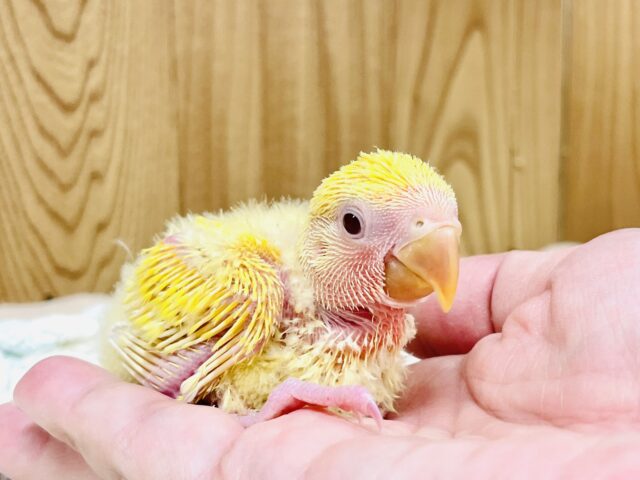 コザクラインコ（小桜インコ）