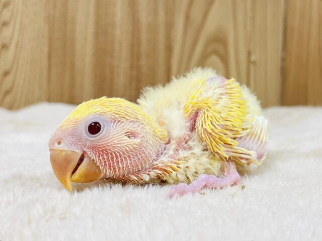 コザクラインコ（小桜インコ）