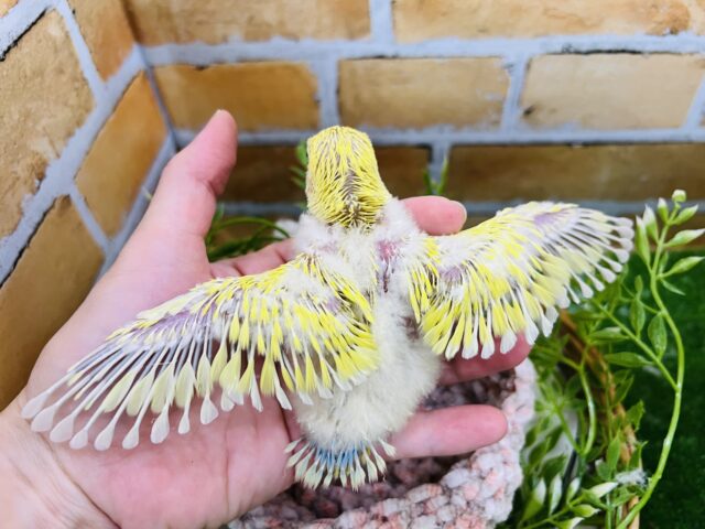 コザクラインコ（小桜インコ）