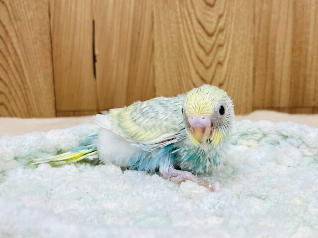 セキセイインコ