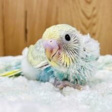 いっぱい食べて大きくなるよ🩵💛セキセイインコ（パステルレインボースパングル）ヒナ