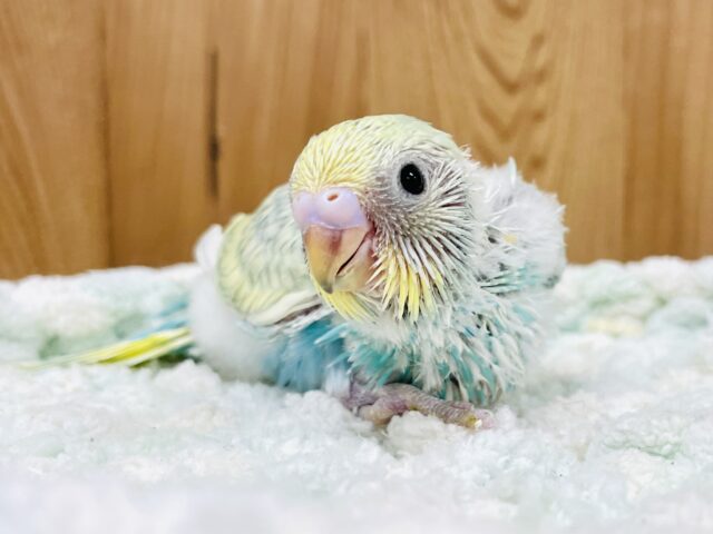 いっぱい食べて大きくなるよ🩵💛セキセイインコ（パステルレインボースパングル）ヒナ