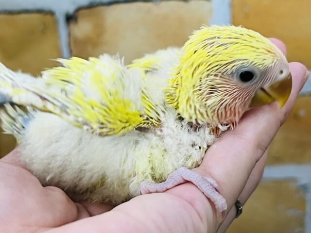 コザクラインコ（小桜インコ）