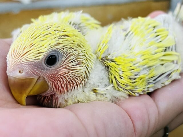 ﾎﾟｯﾌﾟでｷｭｰﾄな爽やかカラー♡小桜インコ（ゴールデンチェリー）