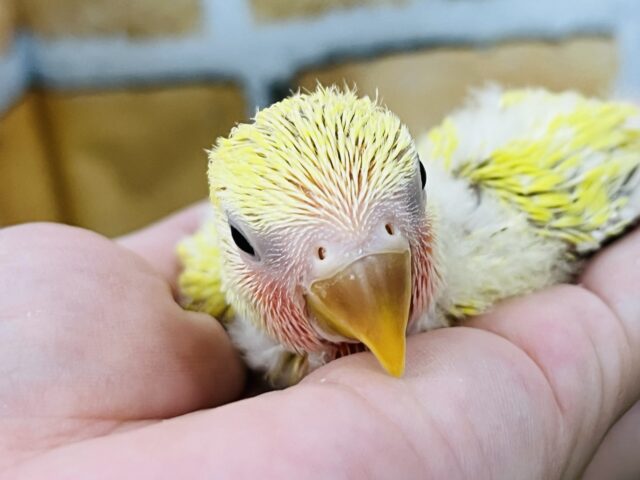 コザクラインコ（小桜インコ）