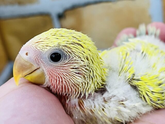 コザクラインコ（小桜インコ）