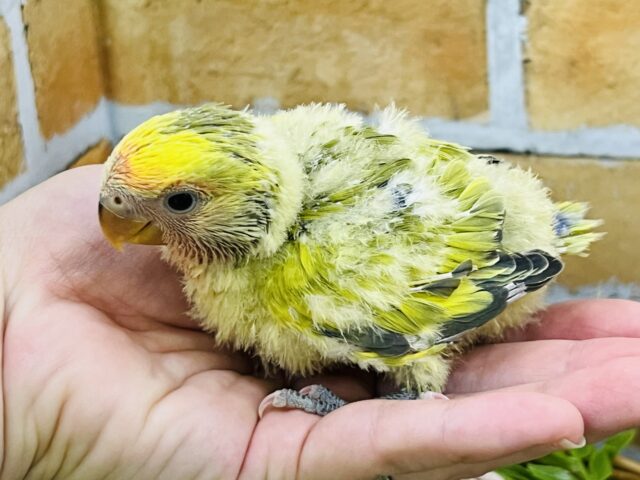 コザクラインコ（小桜インコ）
