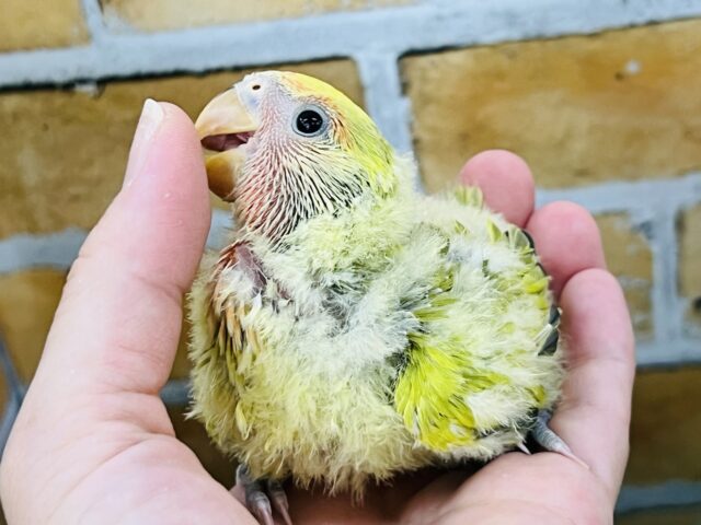 激しくマダラ〜！またもやタイガーチェリーがやってきた！小桜インコ☆