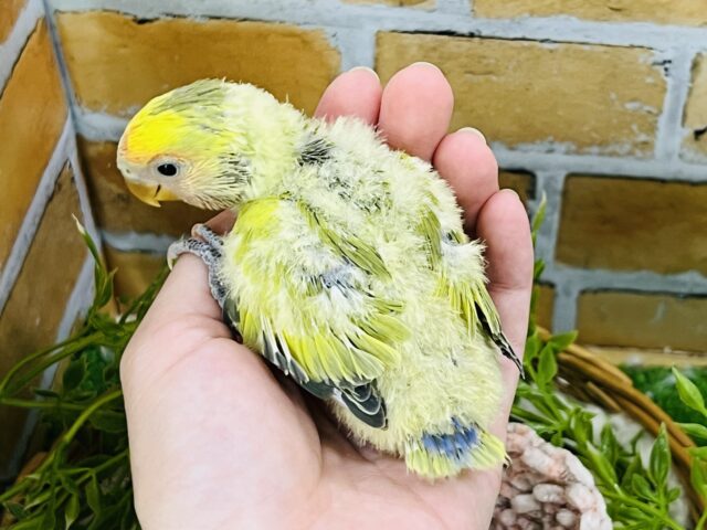 コザクラインコ（小桜インコ）