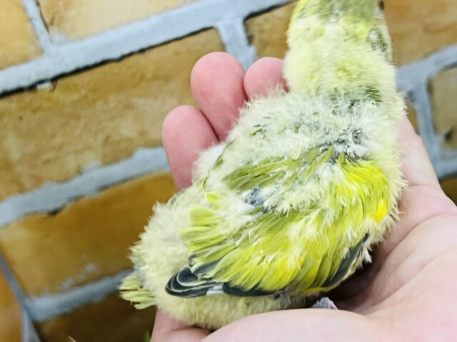コザクラインコ（小桜インコ）