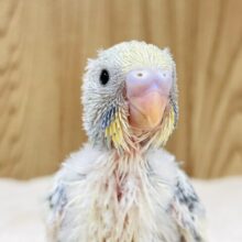 好奇心旺盛💙💛セキセイインコちゃん（パステルレインボーパイド）ヒナ