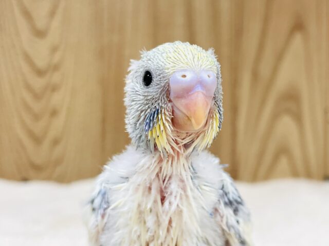 好奇心旺盛💙💛セキセイインコちゃん（パステルレインボーパイド）ヒナ