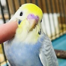 ブルー系で鮮やか💙セキセイインコのヒナ(パステルレインボースパングル)入荷しました❤️