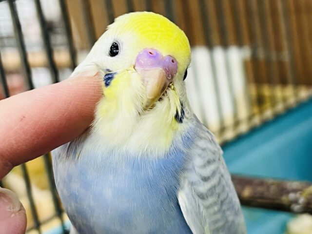 ブルー系で鮮やか💙セキセイインコのヒナ(パステルレインボースパングル)入荷しました❤️