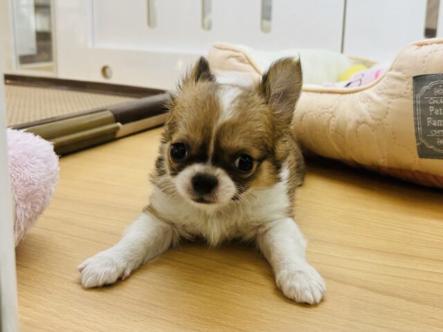 チワワ