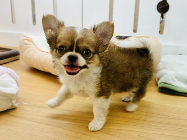 チワワ