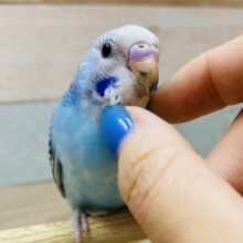 最新画像有ります！！ヨチヨチ歩きが可愛いコ💕キリッとブルーのセキセイインコオパーリン💙