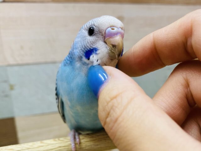 最新画像有ります！！ヨチヨチ歩きが可愛いコ💕キリッとブルーのセキセイインコオパーリン💙