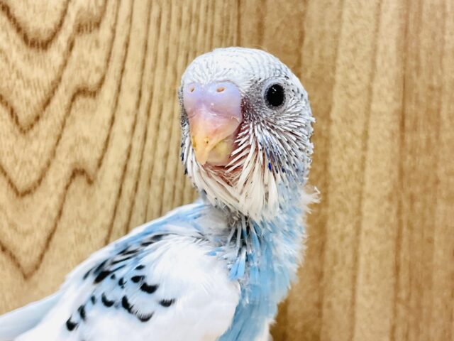 まんまるおめめ✨セキセイインコちゃん（パイド）ヒナ