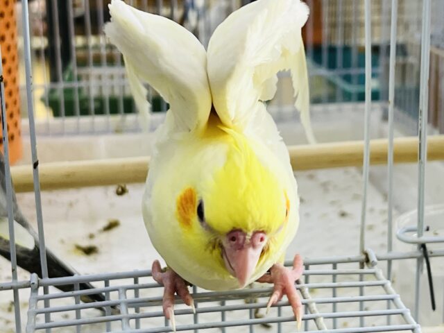 オカメインコ