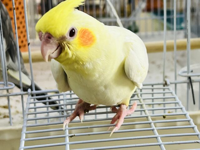オカメインコ