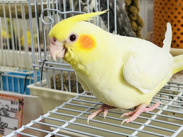 5/29更新☆マーガレットみたいにパッと黄色い🌼オカメインコのルチノー♡