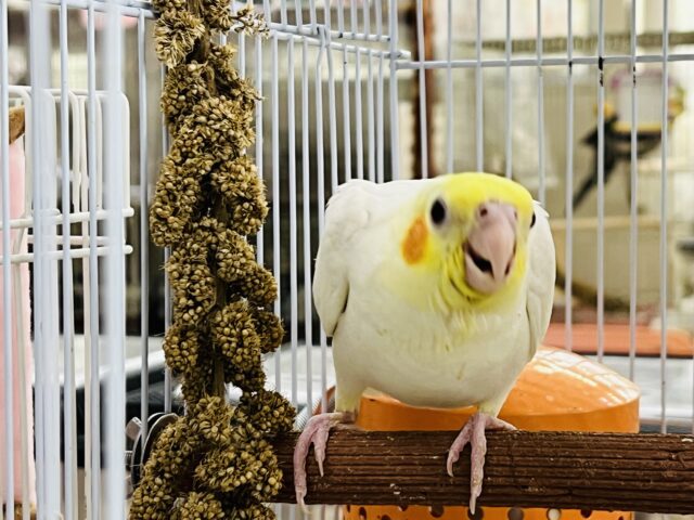 オカメインコ