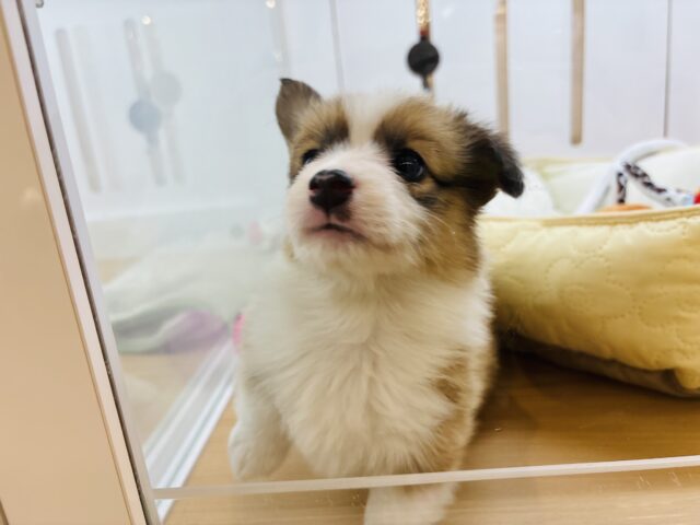 ウェルシュコーギー・ペンブローグ