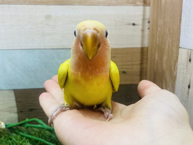 コザクラインコ（小桜インコ）