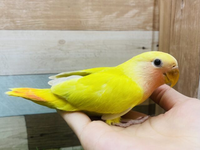 コザクラインコ（小桜インコ）