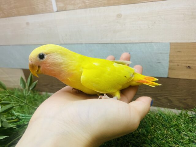 コザクラインコ（小桜インコ）