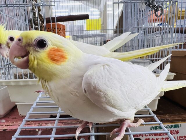 オカメインコ