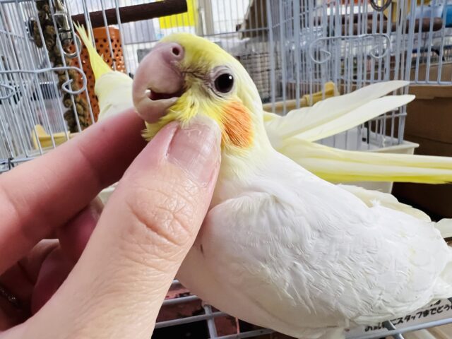 5/29更新☆にっこり笑顔にｽﾞｷｭﾝ♡オカメインコのルチノー