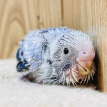 恥ずかしがりやなセキセイインコちゃん（オパーリン）ヒナ