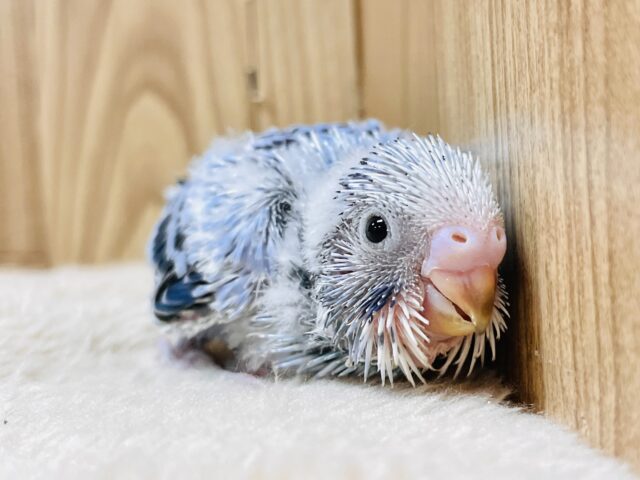 恥ずかしがりやなセキセイインコちゃん（オパーリン）ヒナ