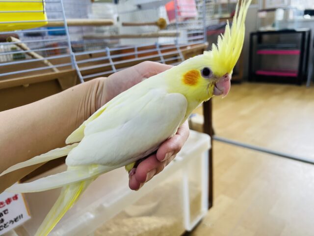 オカメインコ
