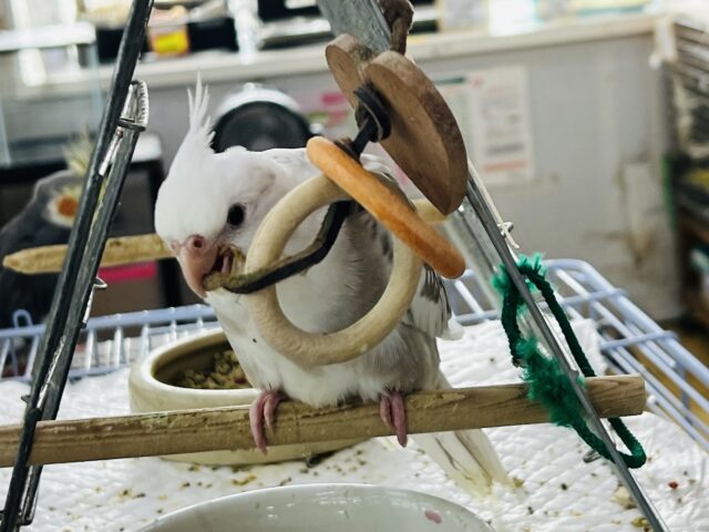 オカメインコ