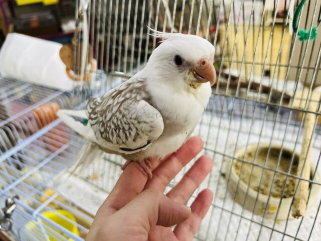 オカメインコ